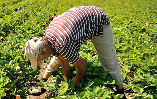 Боровница удружила воћаре